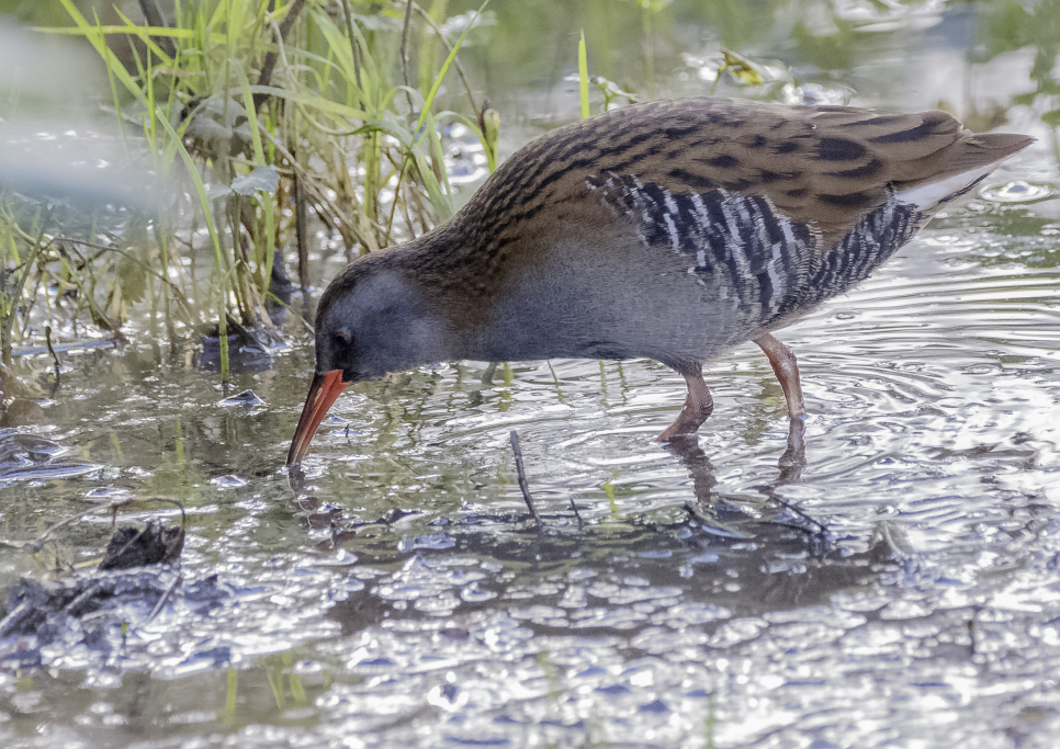 Water Rails and Frosty Weather